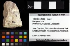 Foto (Objket + Etiketten) von Decapoda indet. 